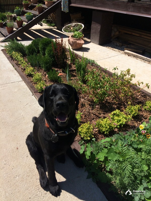 Потерялся чёрный Лабрадор