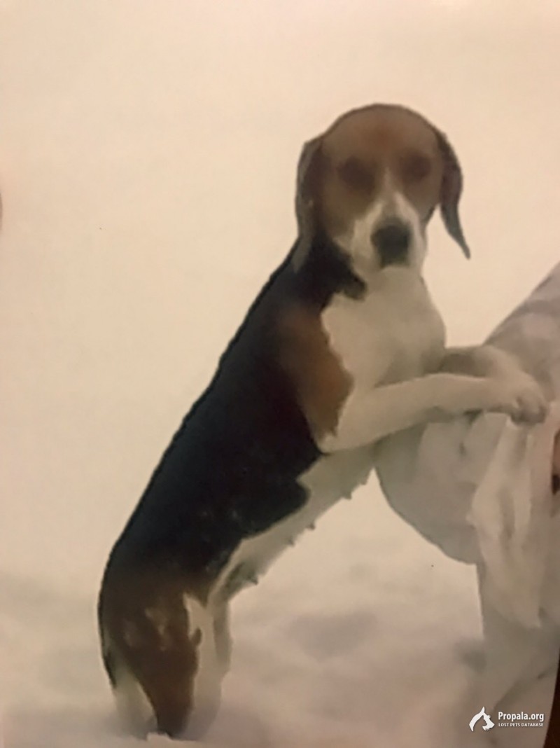 Эстонская гончая