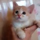 рыжики-котята в добрые руки