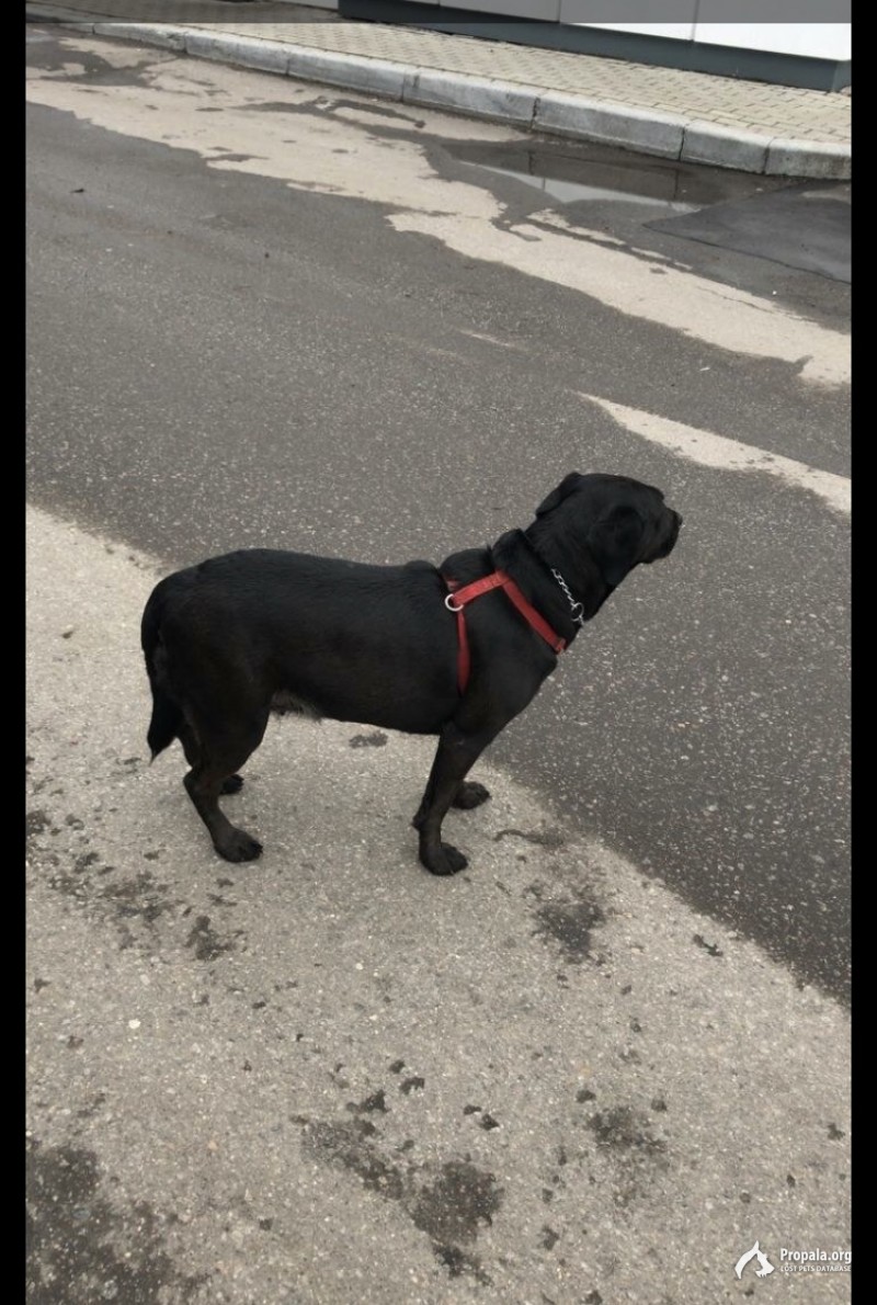 Найден лабрадор