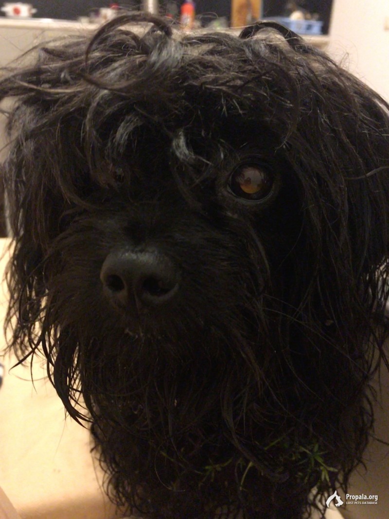 Пропала собака