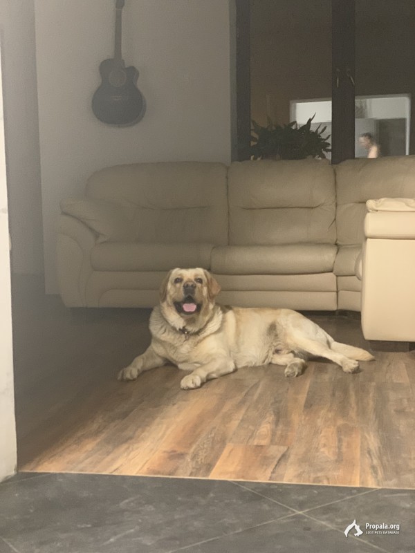 Пропал лабрадор