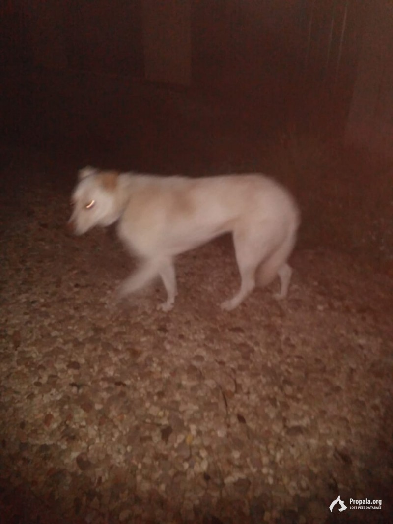 Кобель молодой светлый с ошейником