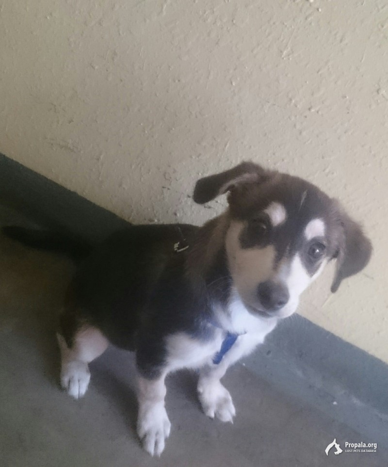 Найден щенок мальчик