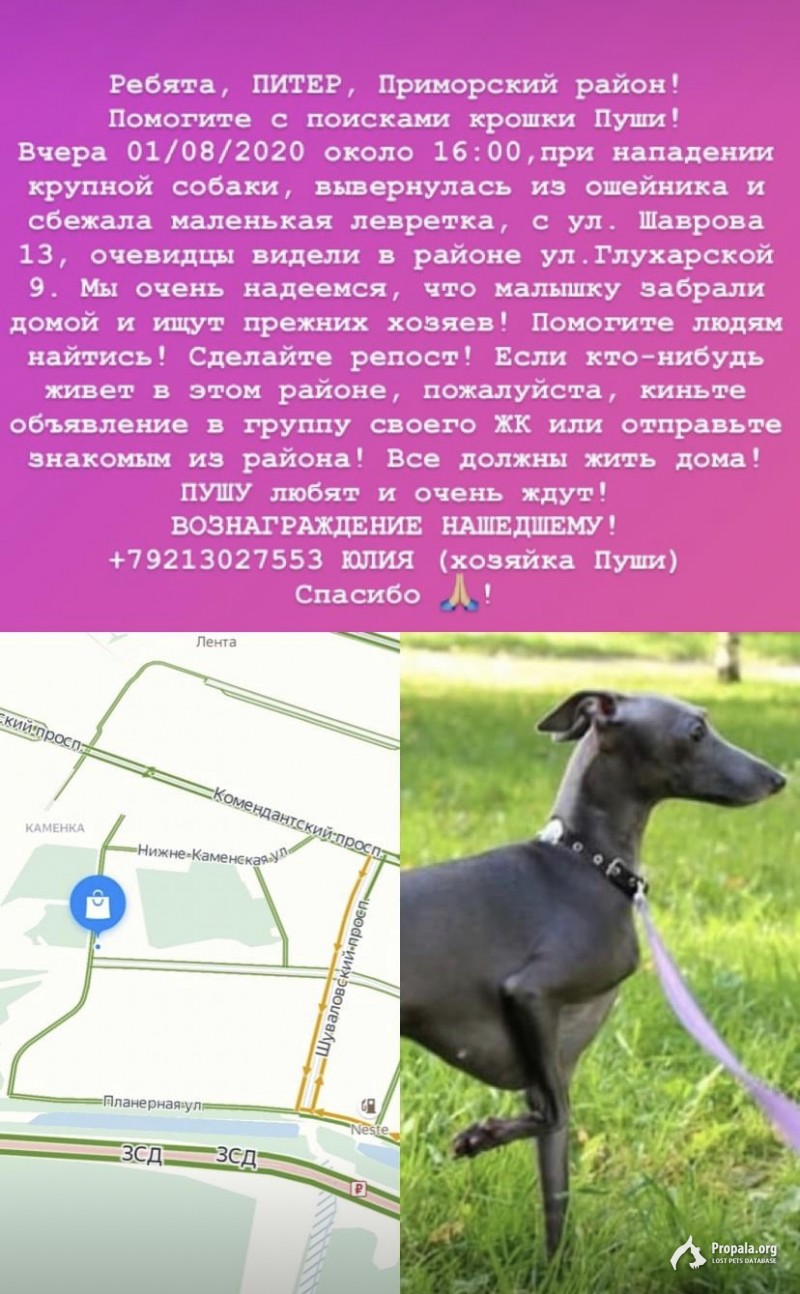 Пропала левретка