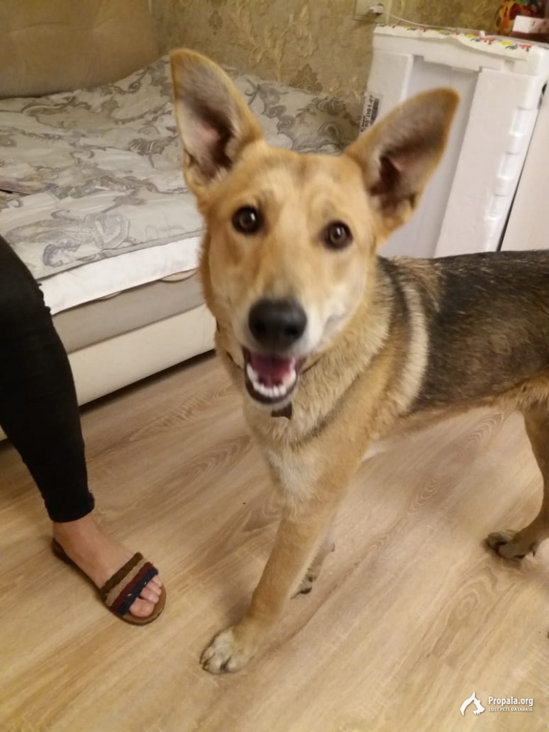 Найдена собака.