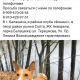 Балашиха, пропала собака! Бассенджи.