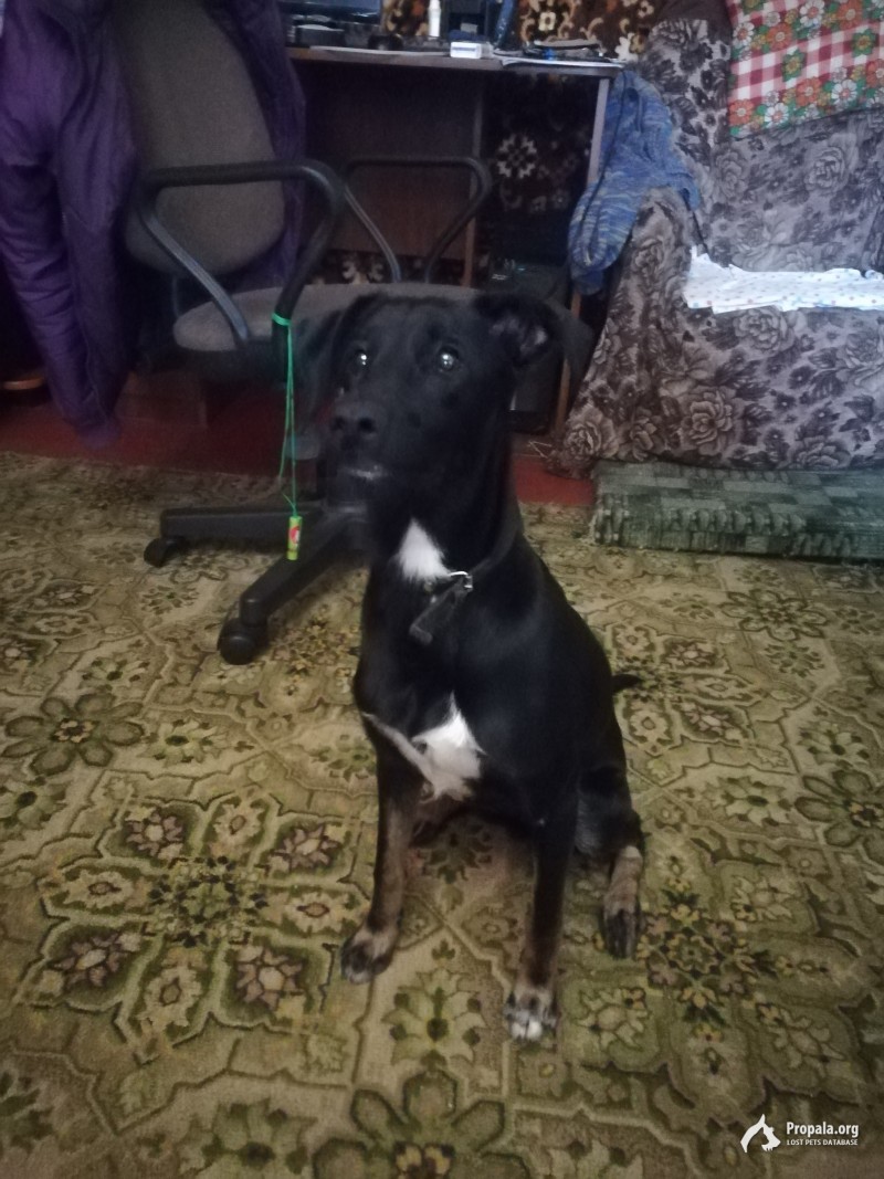 Найдена собака