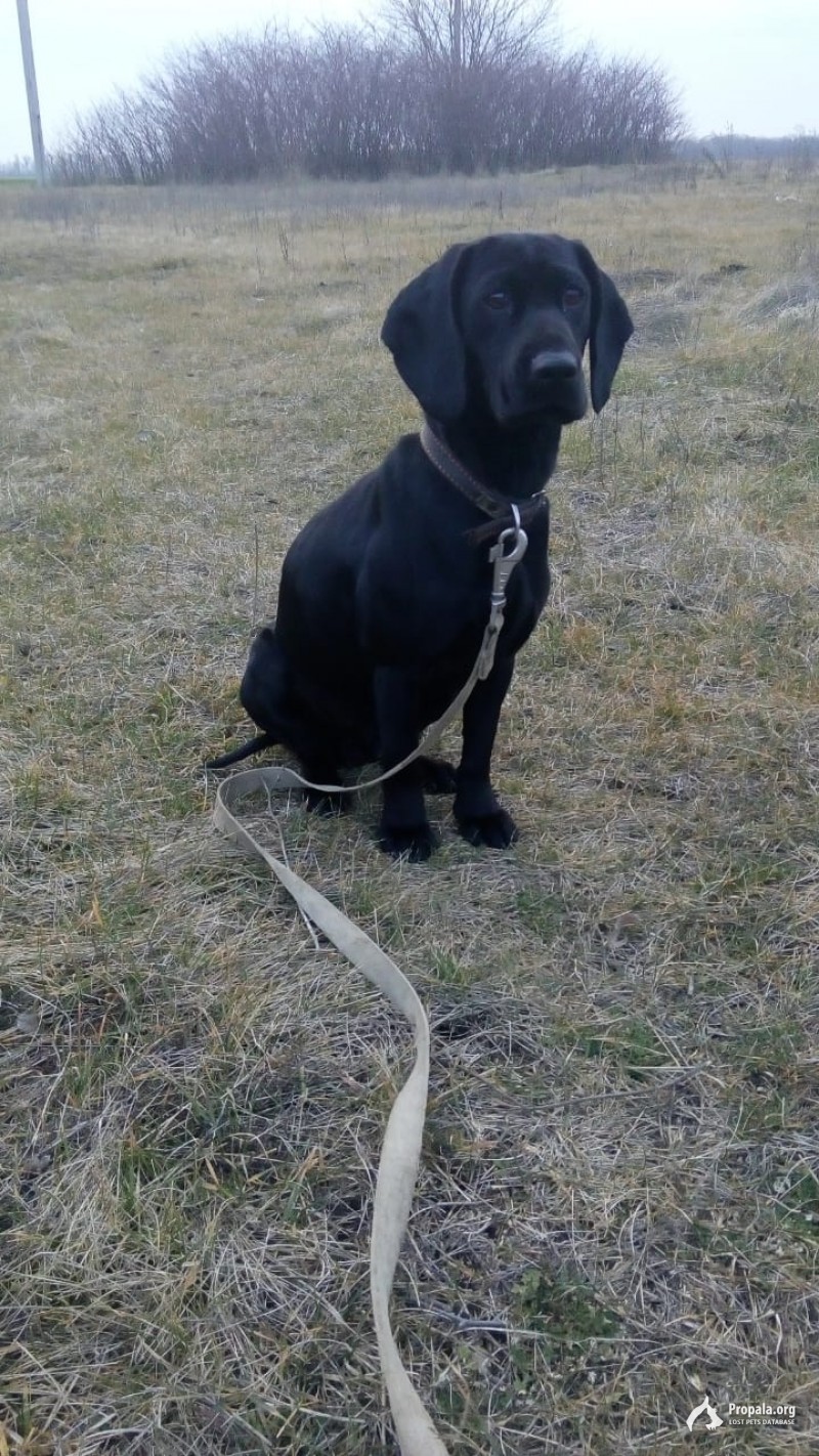 Пропала собака