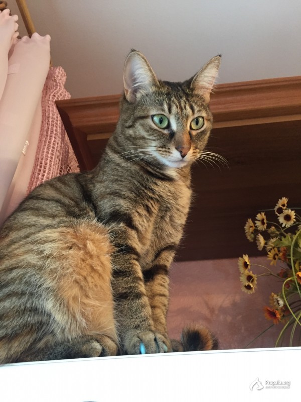 Пропала кошка!