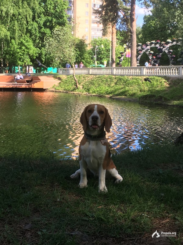 ПРОПАЛА СОБАКА!