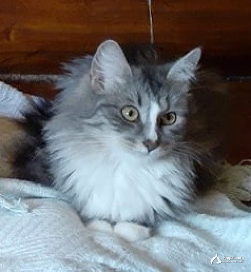 Пропала кошка, Нижегородская, 14. Серая пушистая