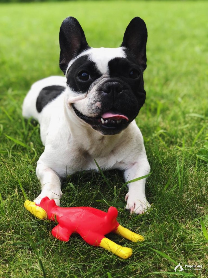 Потерялся французский бульдог
