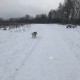 Найден серый Сибирский хаски в Переделкино