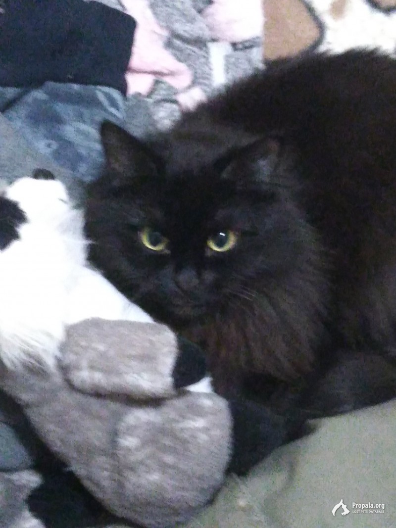 Вечером 1го мая была украдена кошка