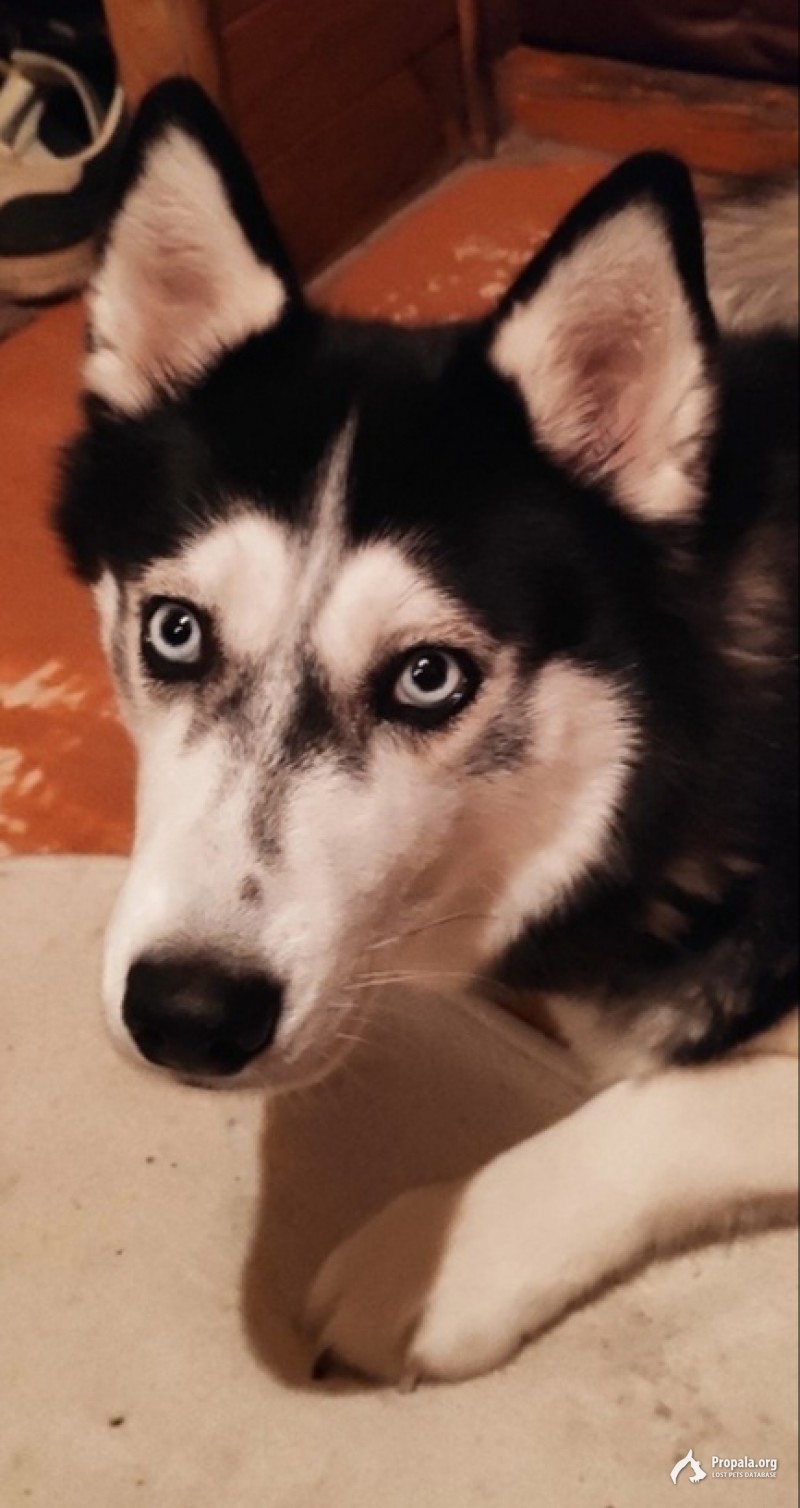 Пропала хаски