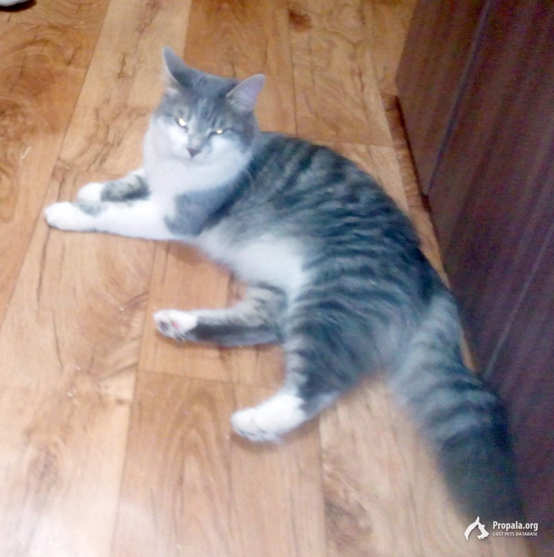 Пропала кошка