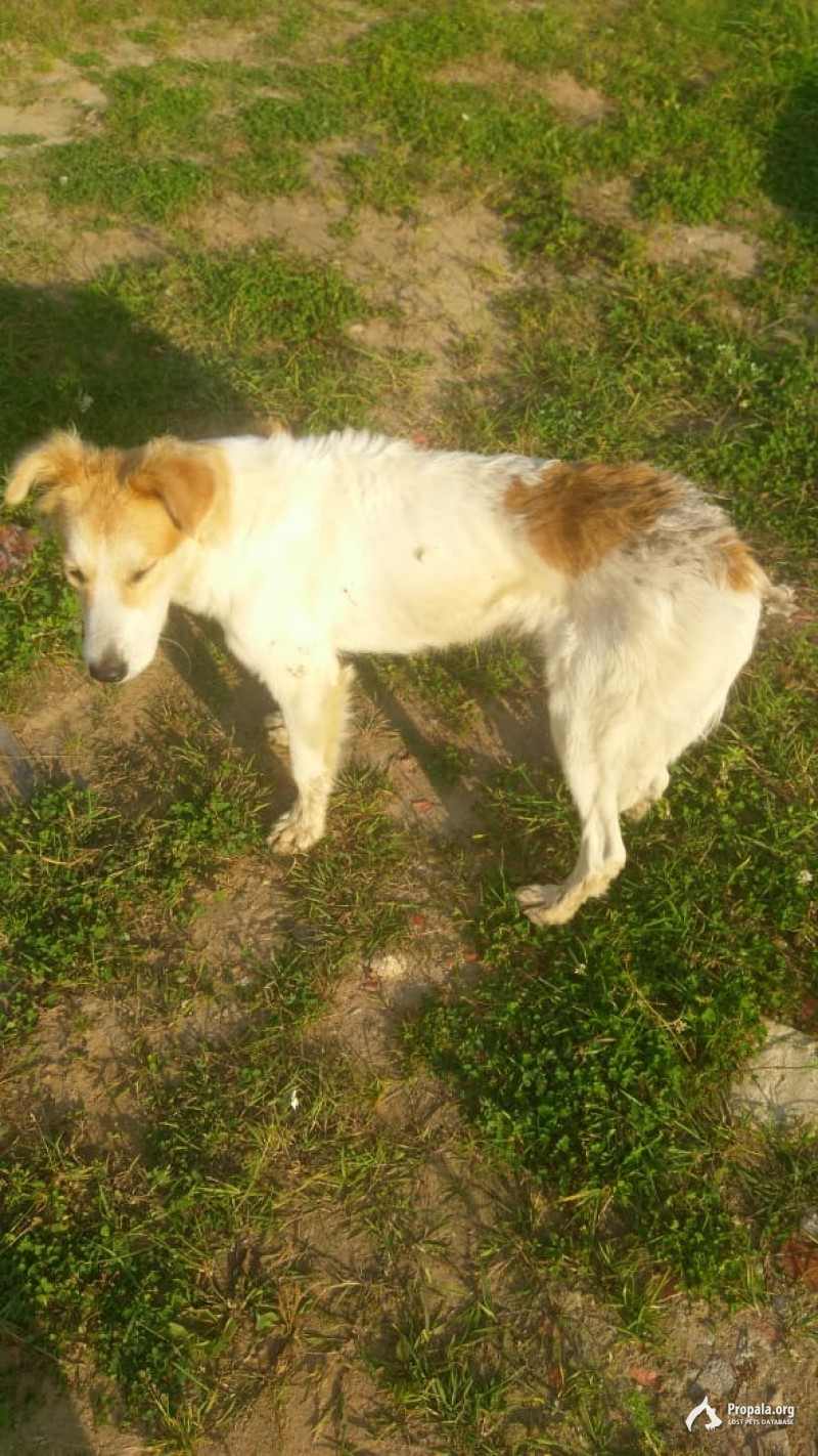Найдена собака г Звенигород