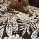 Пропал кот