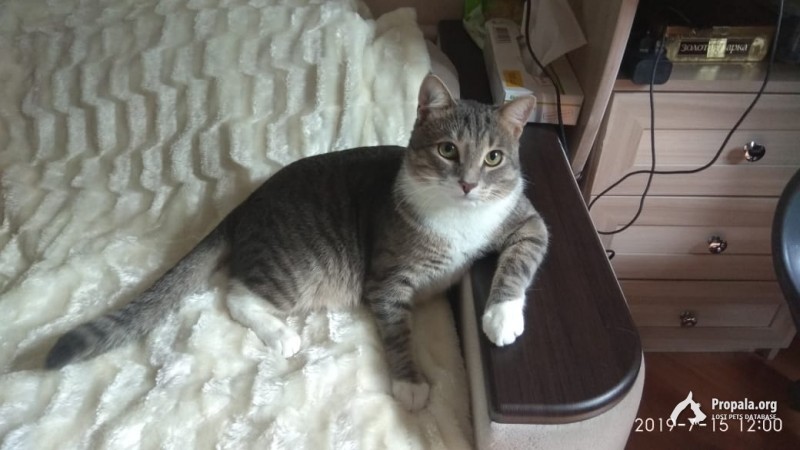Пропал кот,