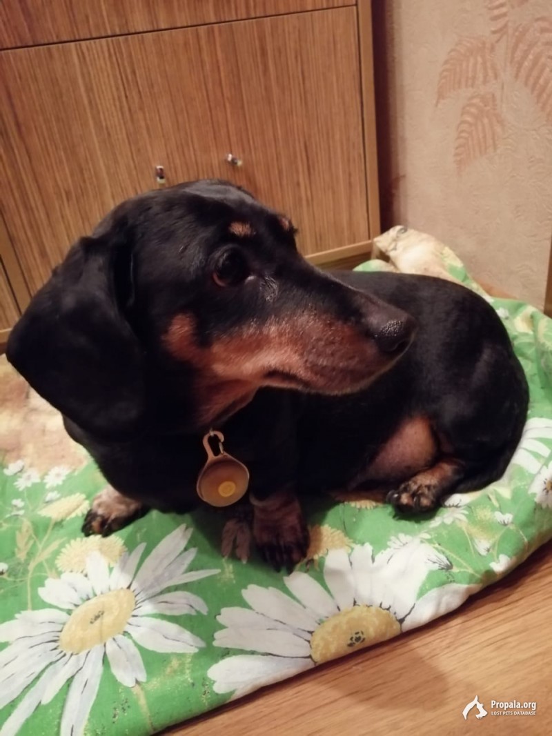 Найдена такса