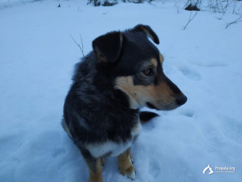 Пропала собака в Орловской области