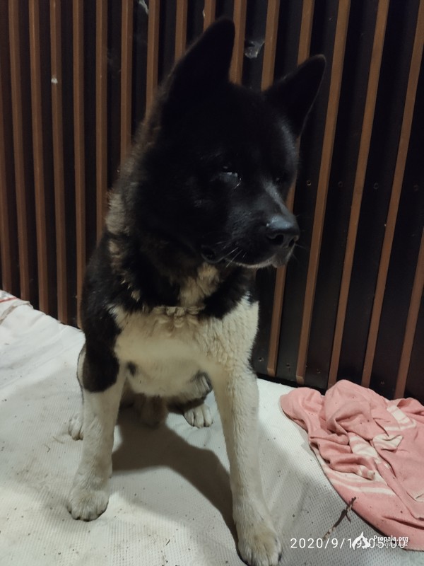 Американский Акита кобель, Бутово