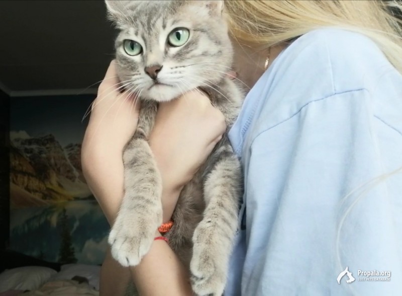 Пропала кошка