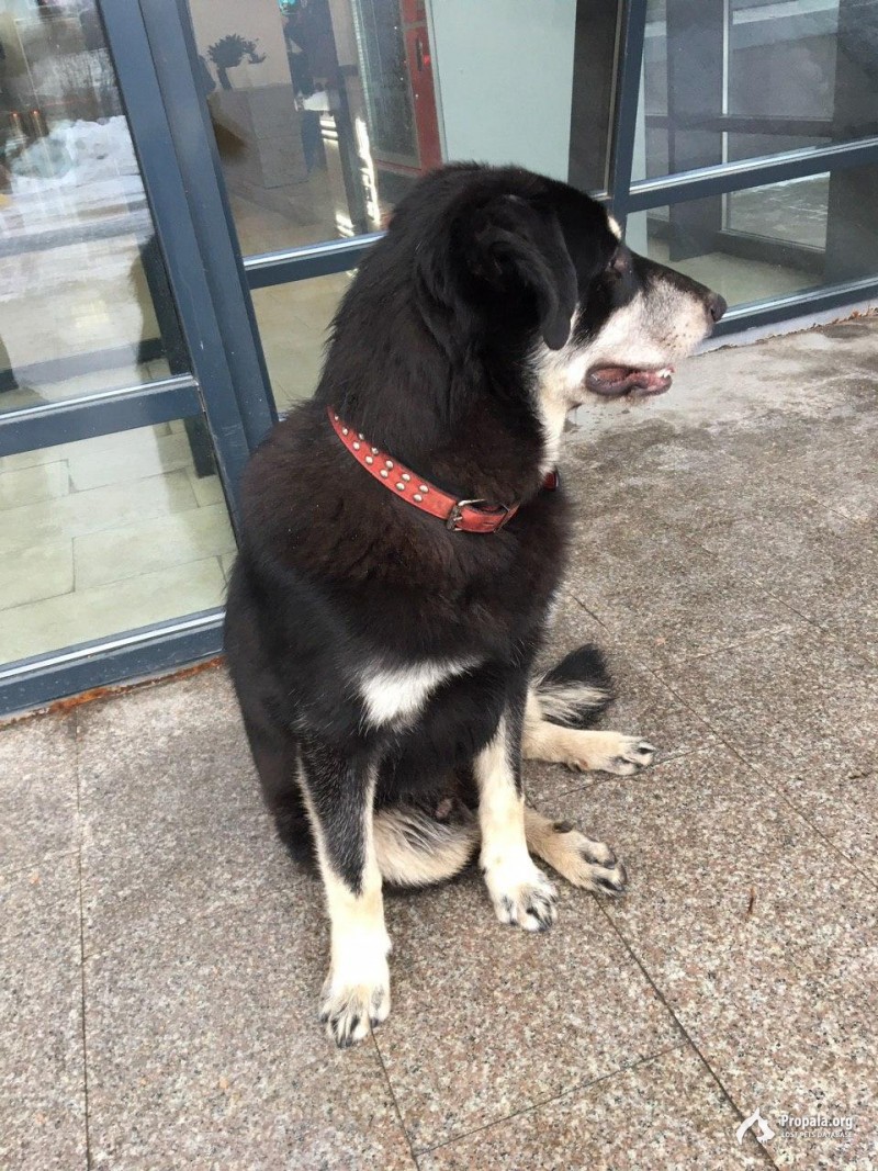 Бегает с ошейником в районе БЦ Дорохофф