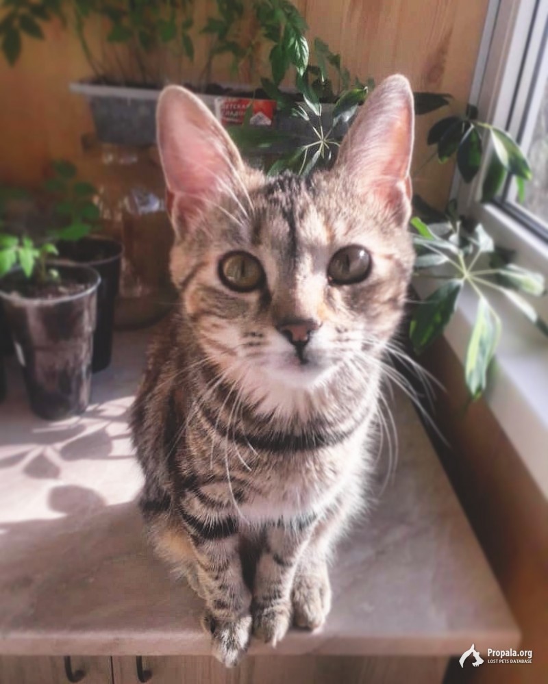 Пропала кошка