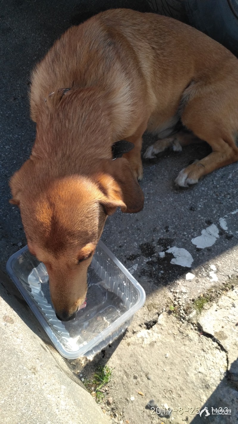 Потеряшка ждёт хозяев.
