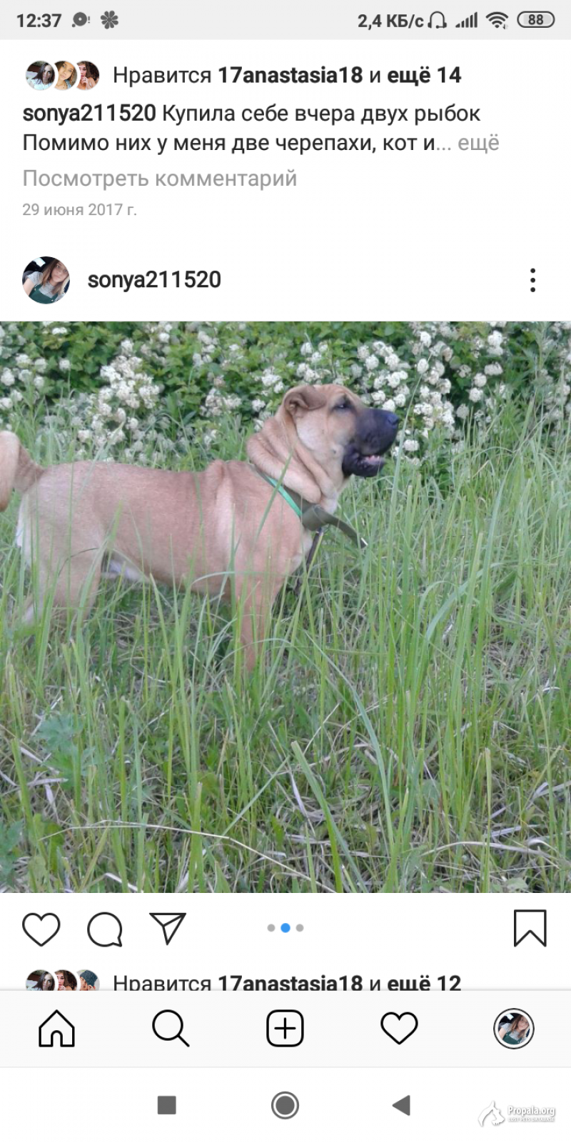 Пропала собака 23.12.19