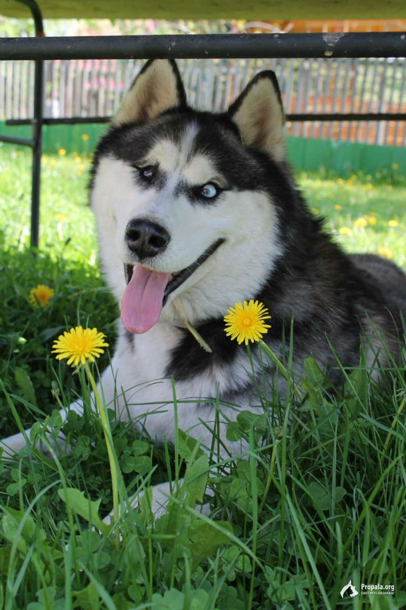 Пропал Хаски!