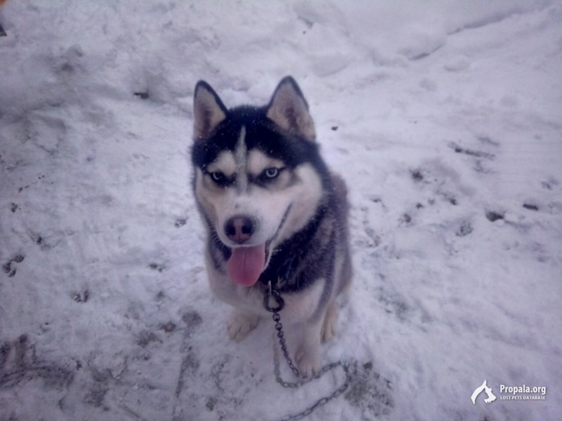 Нашли собаку