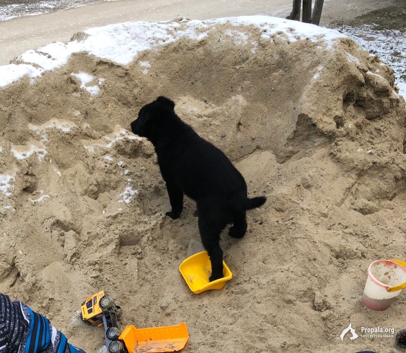 Пропал щенок чёрного лабрадора