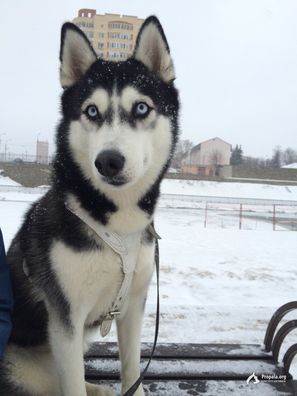 ‼️‼️ПРОПАЛА ХАСКА‼️‼️