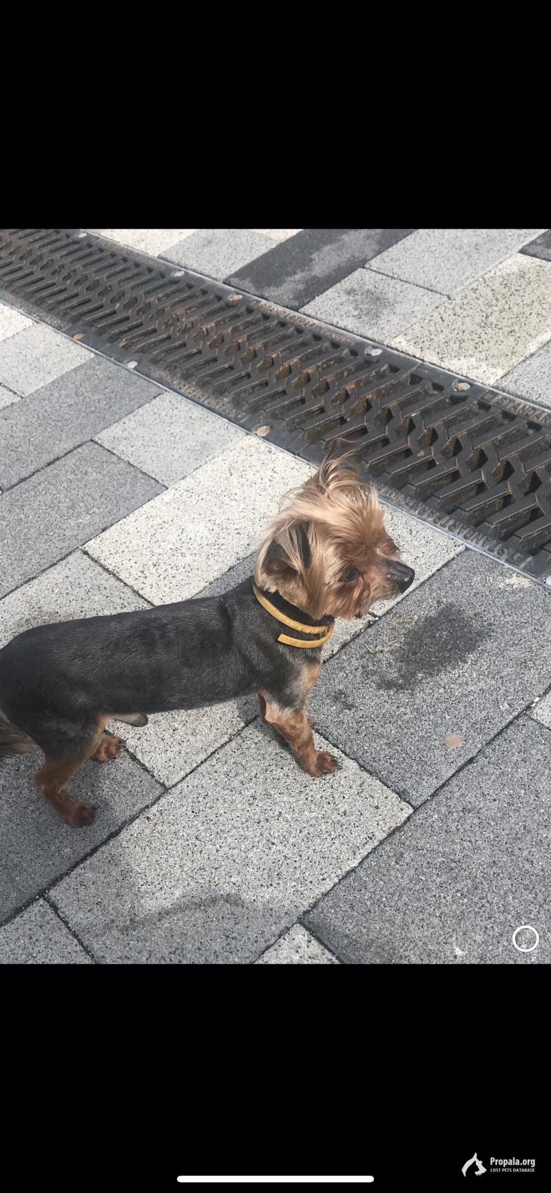 Прошу помощи,пропала собака