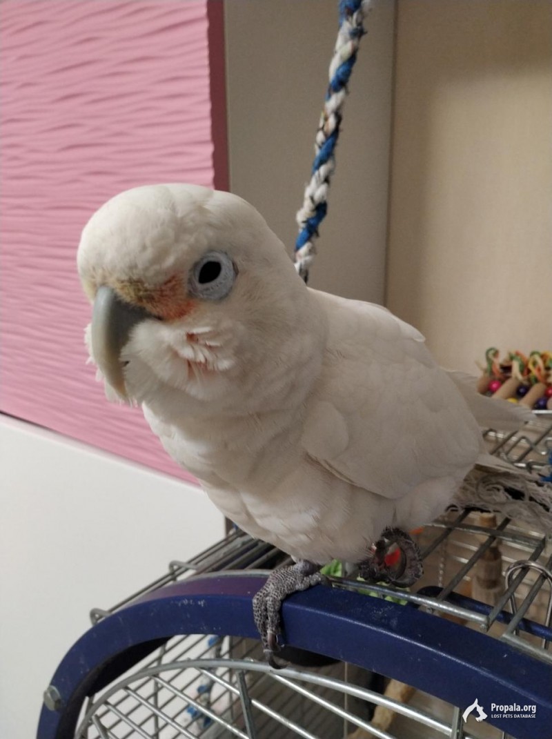 Улетел, пропал попугай какаду!