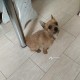 найден маленький рыжий песик