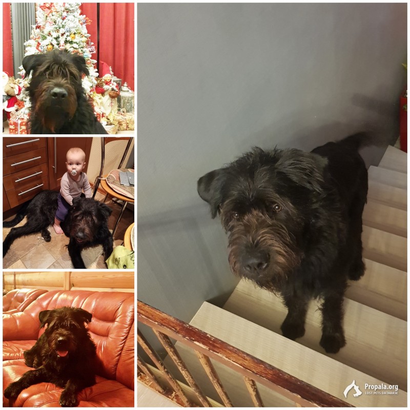 Пропала собака, Порошкино, Всеволожскский район