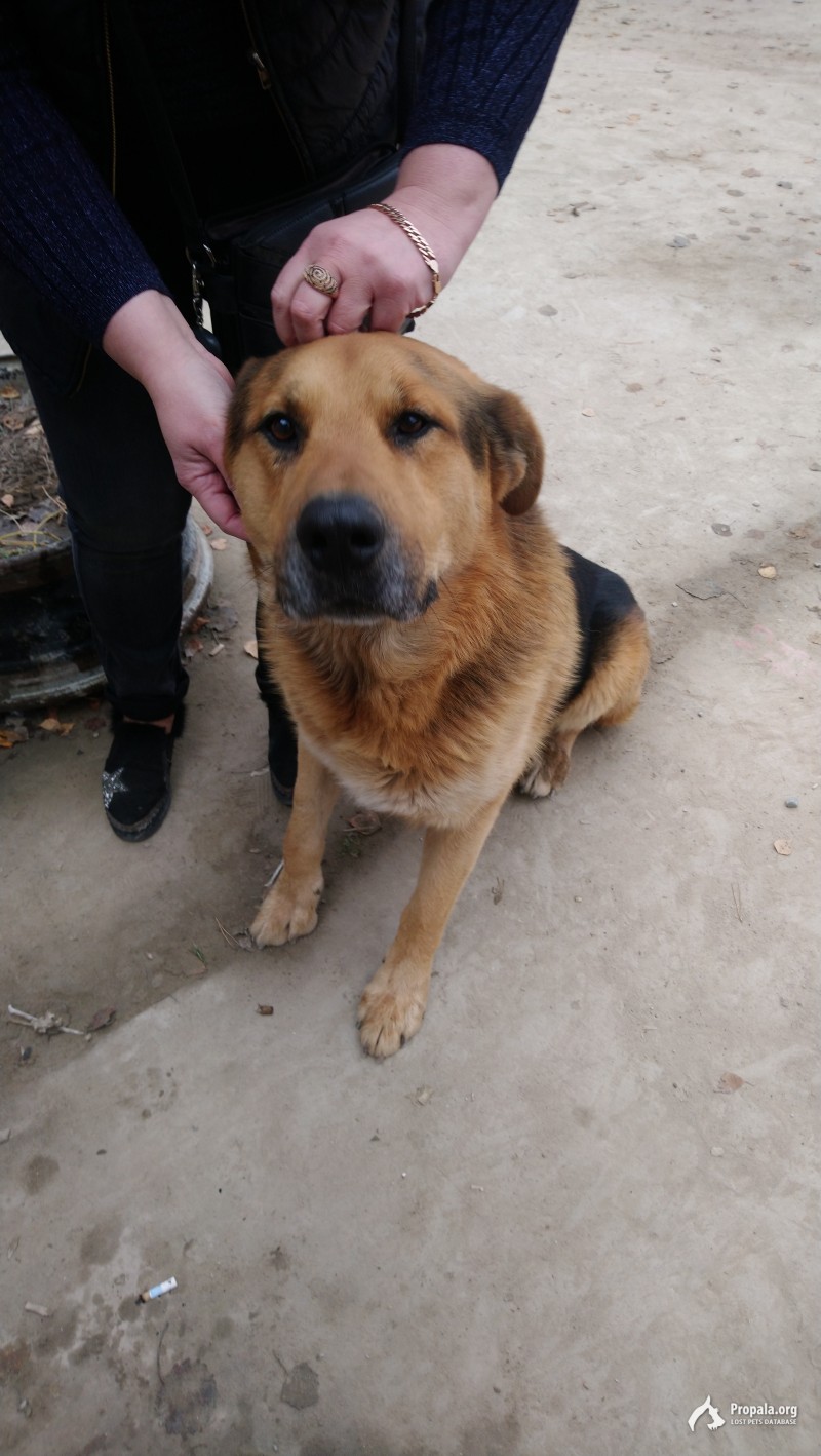 Найдена собака метис овчарки