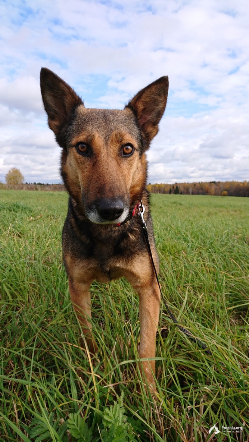 Пропала собака, после операции, хромает на задн.пр.ногу