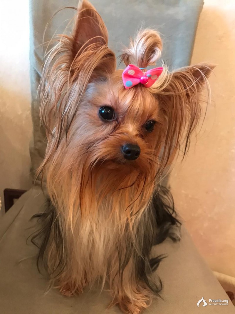 Убежала собака в Медведково