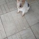 Пропала собака в дмитровском районе 