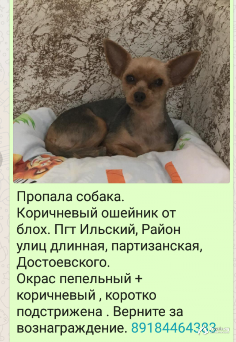 Пропала собака