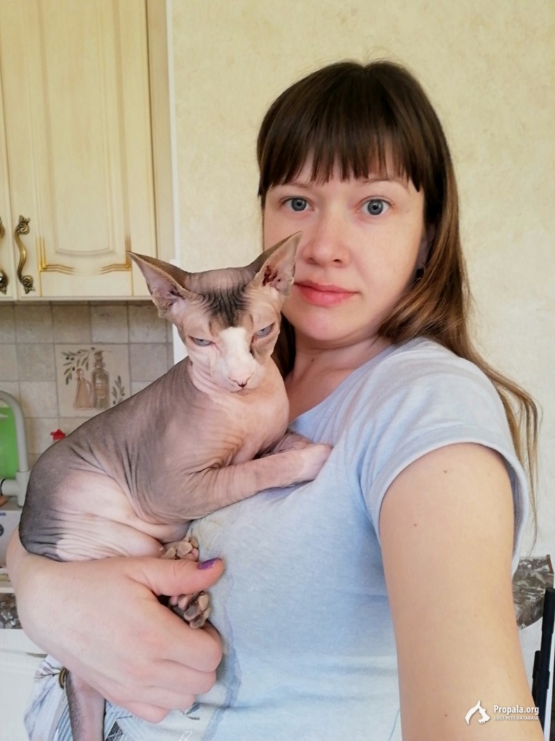 Пропала кошка