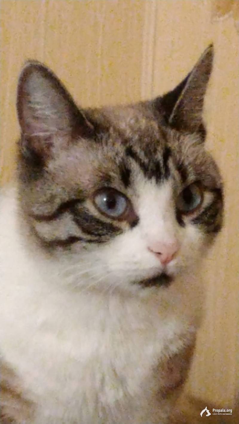 Пропала кошка в районе Марьино