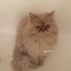 Пропал рыжий кот (перс)