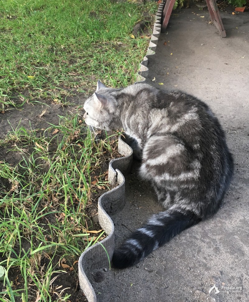 Пропала кошка трасса М4 (Чертовицы) - г.Воронеж