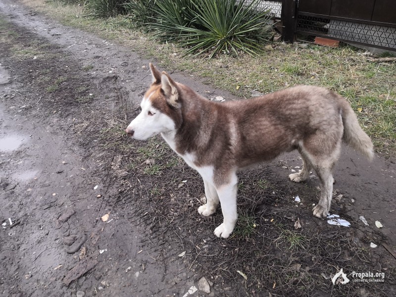 Пропала собака, молодой кобель Хаски.